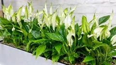 Einfache Winterdüngung für das Spathiphyllum: Anleitung zur Anwendung