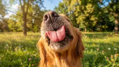 Warum dein Hund dein Gesicht leckt und was er dir damit sagen will